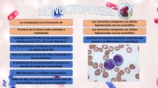 Proviene de la célula madre mieloide o
mieloblasto
Los monocitos comparten sus células
bipotenciales con los neutrófilos
La progenie de CFU-M son los promonocitos,
células grandes (16 a 18 un de diámetro)
tiene un núcleo en forma de riñón, localizado en
forma acéntrica.
El citoplasma de los promonocitos muestra un
aparato de Golgi bien desarrollado
RER abundante y múltiples mitocondrias
Todos los días, el adulto promedio forma más de
10 monocitos, que pasan a la circulación
penetran en espacios del tejido conjuntivo del
cuerpo y se diferencian en macrófagos
Los Promonocitos constituyen el 3% del total de
las células de la MO
La monopoyesis es la formación de Los monocitos comparten sus células
bipotenciales con los neutrófilos
 
