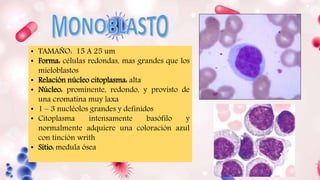• TAMAÑO: 15 A 25 um
• Forma: células redondas, mas grandes que los
mieloblastos
• Relación núcleo citoplasma: alta
• Núcleo: prominente, redondo, y provisto de
una cromatina muy laxa
• 1 – 3 nucléolos grandes y definidos
• Citoplasma intensamente basófilo y
normalmente adquiere una coloración azul
con tinción writh
• Sitio: medula ósea
 