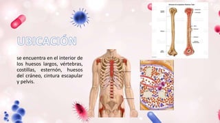 se encuentra en el interior de
los huesos largos, vértebras,
costillas, esternón, huesos
del cráneo, cintura escapular
y pelvis.
 