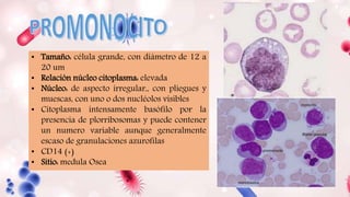 • Tamaño: célula grande, con diámetro de 12 a
20 um
• Relación núcleo citoplasma: elevada
• Núcleo: de aspecto irregular,, con pliegues y
muescas, con uno o dos nucléolos visibles
• Citoplasma intensamente basófilo por la
presencia de plorribosomas y puede contener
un numero variable aunque generalmente
escaso de granulaciones azurofilas
• CD14 (+)
• Sitio: medula Osea
 