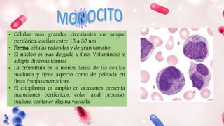 • Células mas grandes circulantes en sangre
periférica, oscilan entre 15 a 30 um
• Forma: células redondas y de gran tamaño
• El núcleo es mas delgado y fino. Voluminoso y
adopta diversas formas
• La cromatina es la menos densa de las células
maduras y tiene aspecto como de peinada en
finas franjas cromáticas
• El citoplasma es amplio en ocasiones presenta
mamelones periféricos, color azul promiso,
pudiera contener alguna vacuola
 