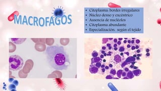 • Citoplasma: bordes irregulares
• Núcleo denso y excéntrico
• Ausencia de nucléolos
• Citoplasma abundante
• Especialización: según el tejido
 
