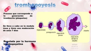 Proceso que corresponde a
la generación de
trombocito (plaquetas)
Se lleva a cabo en la medula
ósea y tiene una maduración
de unos 7 dias
Regulada por la hormona
trombopoyetina
 
