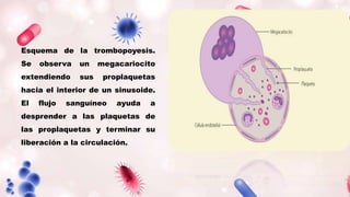 Esquema de la trombopoyesis.
Se observa un megacariocito
extendiendo sus proplaquetas
hacia el interior de un sinusoide.
El flujo sanguíneo ayuda a
desprender a las plaquetas de
las proplaquetas y terminar su
liberación a la circulación.
 
