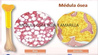MEDULA OSEA ROJA Y AMARILLA
 