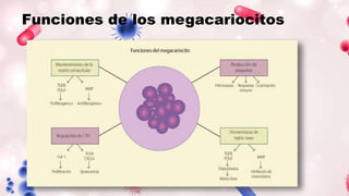 Funciones de los megacariocitos
 