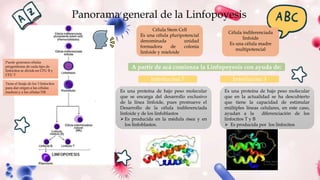 Panorama general de la Linfopoyesis
Célula Stem Cell
Es una célula pluripotencial
denominada unidad
formadora de colonia
linfoide y mieloide
Célula indiferenciada
linfoide
Es una célula madre
multipotencial
A partir de acá comienza la Linfopoyesis con ayuda de:
Interlucina 7 Interlucina 3
Es una proteína de bajo peso molecular
que se encarga del desarrollo exclusivo
de la línea linfoide, pues promueve el
Desarrollo de la célula indiferenciada
linfoide y de los linfoblastos
 Es producida en la médula ósea y en
los linfoblastos.
Es una proteína de bajo peso molecular
que en la actualidad se ha descubierto
que tiene la capacidad de estimular
múltiples líneas celulares, en este caso,
ayudan a la diferenciación de los
linfocitos T y B
 Es producida por los linfocitos
Puede generara células
progenitoras de cada tipo de
linfocitos se divide en CFU B y
CFU T
Tiene el linaje de los 3 linfocitos
para dar origen a las células
madura y a las células NK
 