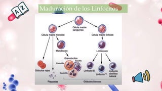 Maduración de los Linfocitos
 