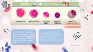 Célula plasmática
Linfocito plasmocitoide
Maduración de Linfocitos B, T y NK
Los 3 linfocitos van a tener
la misma maduración hasta
el linfocito pequeño desde el
linfocito pequeño el linfocito
B va a tomar dos tipos de
rumbo
El linfocito B puedes tomar
dos opciones madurar a
Célula plasmática o
Linfocito plasmmocitoide
Deribada
solo por el
linfocito B
Entonces
 