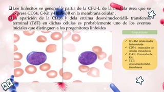 Los linfocitos se generan a partir de la CFU-L de la medula ósea que se
expresa CD34, C-Kit y HLA-DR en la membrana celular .
La aparición de la CD10 y dela enzima desoxinucleotidil- transferesa
terminal (TdT) en dichas células es probablemente uno de los eventos
iniciales que distinguen a los progenitores linfoides
Importante
 CFU-LM: célula madre
linfomieloide
 CD34: marcador de
células inmaduras
 C-Kit: Comando de
Kit
 TdT:
desoxinucleotidil-
transferesa
 