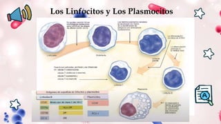 Los Linfocitos y Los Plasmocitos
 