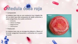• Composición
La médula ósea roja es una sustancia muy irrigada (de
ahí su color) que está compuesta de tejido conectivo y
vasos sanguíneos, los cuales contienen:
• Eritrocitos
• Células macrófagas
• Megacariocitos
• Células grasas
• Producción
La médula ósea roja se encarga de elaborar y liberar al
torrente sanguíneo leucocitos y eritrocitos en su gran
mayoría
 