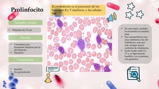 Prolinfocito
Tamaño celular
 Diámetro de 15 um
Nucleo
Citoplasma
 Cromatina mas
finamente dispersa que la
del linfocito
 Nucleolo
 Basólito
 Sin granulación
El prolinfocito es el precursor de los
linfocitos B y T maduros, y las células
NK
 En esta etapa, también
se encuentra en medula
ósea
 Sus características son
muy similares a las del
linfoblasto, solo que
este, tiempo mayor
cantidad de citoplasma.
 Suele medir entre 9 a
17 u, es ligeramente
basófilo y en ocasiones,
con gránulos
 