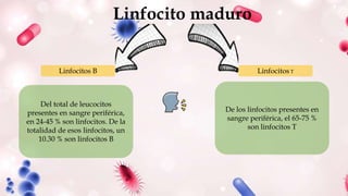 Linfocito maduro
Del total de leucocitos
presentes en sangre periférica,
en 24-45 % son linfocitos. De la
totalidad de esos linfocitos, un
10.30 % son linfocitos B
De los linfocitos presentes en
sangre periférica, el 65-75 %
son linfocitos T
Linfocitos B Linfocitos T
 
