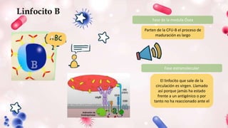 Linfocito B
Fase de la medula Ósea
Parten de la CFU-B el proceso de
maduración es largo
Fase estramolecular
El linfocito que sale de la
circulación es virgen. Llamado
así porque jamás ha estado
frente a un antigénico o por
tanto no ha reaccionado ante el
 