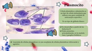 Plasmocito
Célula plasmática o plasmocito es
un tipo de célula inmunitaria que
elabora una gran cantidad de
anticuerpos especifico.
Es un tipo de glóbulo blanco
 Se desarrollan a partir de los
linfocitos B
 Están presentes,
principalmente, en la medula
ósea y ganglios linfáticos
 Leucemia de células plasmáticas: es una neoplasia de células plasmáticas infrecuente y
agresiva
 
