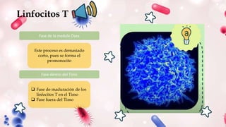 Linfocitos T
Fase de la medula Ósea
Este proceso es demasiado
corto, pues se forma el
promonocito
Fase dentro del Timo
 Fase de maduración de los
linfocitos T en el Timo
 Fase fuera del Timo
 