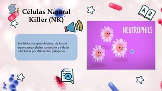 Células Natural
Killer (NK)
Son linfocitos que eliminan de forma
espontanea células tumorales y células
infectadas por diferentes patógenos
 