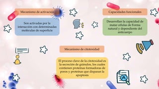 Son activadas por la
interacción con determinadas
moléculas de superficie
Mecanismo de activación
Desarrollan la capacidad de
matar células de Forma
natural y dependiente del
anticuerpo
El proceso clave de la citotoxidad es
la secreción de gránulos, los cuales
contienen proteínas formadoras de
poros y proteínas que disparan la
apoptosis
Capacidades funcionales
Mecanismo de citotoxidad
 
