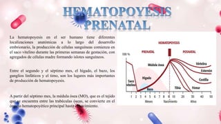 La hematopoyesis en el ser humano tiene diferentes
localizaciones anatómicas a lo largo del desarrollo
embrionario, la producción de células sanguíneas comienza en
el saco vitelino durante las primeras semanas de gestación, con
agregados de células madre formando islotes sanguíneos.
Entre el segundo y el séptimo mes, el hígado, el bazo, los
ganglios linfáticos y el timo, son los lugares más importantes
de producción de hematopoyesis.
A partir del séptimo mes, la médula ósea (MO), que es el tejido
que se encuentra entre las trabéculas óseas, se convierte en el
órgano hematopoyético principal hasta el nacimiento.
 