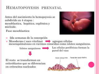 HEMATOPOYESIS PRENATAL
Fase mesoblastica:
 2da semanas de la concepción
 Mesodermo ( saco vitelino) agregan células
mesenquimatosas en racimos conocidas como islotes sanguíneos.
Islotes sanguíneos
El resto se transforman en
eritroblastos que se diferencian
en eritrocitos nucleados
Las células periféricas forman la
pared del vaso
Antes del nacimiento la hemopoyesis se
subdivide en 4 etapas :
mesoblastica, hepática, esplénica y
mieloide.
 