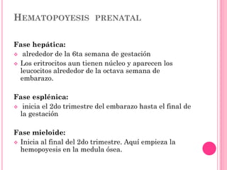 HEMATOPOYESIS PRENATAL
Fase hepática:
 alrededor de la 6ta semana de gestación
 Los eritrocitos aun tienen núcleo y aparecen los
leucocitos alrededor de la octava semana de
embarazo.
Fase esplénica:
 inicia el 2do trimestre del embarazo hasta el final de
la gestación
Fase mieloide:
 Inicia al final del 2do trimestre. Aquí empieza la
hemopoyesis en la medula ósea.
 
