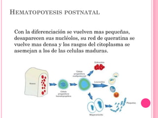 HEMATOPOYESIS POSTNATAL
Con la diferenciación se vuelven mas pequeñas,
desaparecen sus nucléolos, su red de queratina se
vuelve mas densa y los rasgos del citoplasma se
asemejan a los de las celulas maduras.
 
