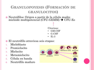 GRANULOPOYESIS (FORMACIÓN DE
GRANULOCITOS)
 Neutrófilos: Origen a partir de la célula madre
mieloide multipotencial (CFU-GEMM)  CFU-Eo
 El neutrófilo atraviesa seis etapas:
1. Mieloblasto
2. Promielocito
3. Mielocito
4. Metamielocito
5. Célula en banda
6. Neutrófilo maduro
Citocinas:
• GM-CSF
• G-CSF
• IL-3
 
