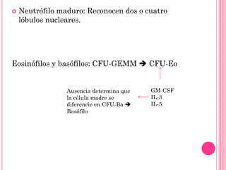  Neutrófilo maduro: Reconocen dos o cuatro
lóbulos nucleares.
Eosinófilos y basófilos: CFU-GEMM  CFU-Eo
GM-CSF
IL-3
IL-5
Ausencia determina que
la célula madre se
diferencie en CFU-Ba 
Basófilo
 