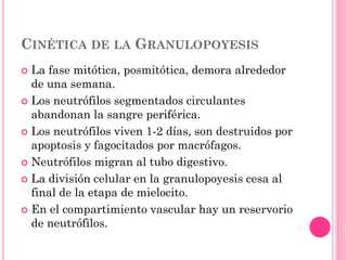 CINÉTICA DE LA GRANULOPOYESIS
 La fase mitótica, posmitótica, demora alrededor
de una semana.
 Los neutrófilos segmentados circulantes
abandonan la sangre periférica.
 Los neutrófilos viven 1-2 días, son destruidos por
apoptosis y fagocitados por macrófagos.
 Neutrófilos migran al tubo digestivo.
 La división celular en la granulopoyesis cesa al
final de la etapa de mielocito.
 En el compartimiento vascular hay un reservorio
de neutrófilos.
 