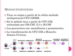 MONOCITOPOYESIS
 Tiene su origen a partir de la célula mieloide
multipotencial CFU-GEMM.
 En la médula ósea a partir de CFU-GM,
estimulada por GM-CSF, Il-3 y M-CSF
 Los precursores son: monoblastos y promonocitos.
 La transformación de CFU-GM a Monocito
demora 55 horas.
 