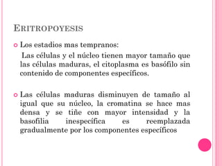 ERITROPOYESIS
 Los estadios mas tempranos:
Las células y el núcleo tienen mayor tamaño que
las células maduras, el citoplasma es basófilo sin
contenido de componentes específicos.
 Las células maduras disminuyen de tamaño al
igual que su núcleo, la cromatina se hace mas
densa y se tiñe con mayor intensidad y la
basofilia inespecífica es reemplazada
gradualmente por los componentes específicos
 