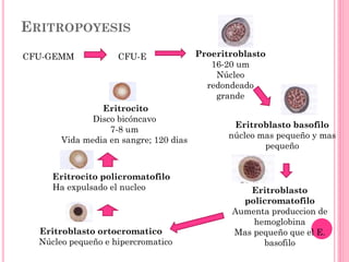 ERITROPOYESIS
CFU-GEMM CFU-E Proeritroblasto
16-20 um
Núcleo
redondeado
grande
Eritroblasto basofilo
núcleo mas pequeño y mas
pequeño
Eritroblasto
policromatofilo
Aumenta produccion de
hemoglobina
Mas pequeño que el E.
basofilo
Eritroblasto ortocromatico
Núcleo pequeño e hipercromatico
Eritrocito policromatofilo
Ha expulsado el nucleo
Eritrocito
Disco bicóncavo
7-8 um
Vida media en sangre; 120 dias
 