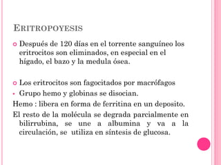 ERITROPOYESIS
 Después de 120 días en el torrente sanguíneo los
eritrocitos son eliminados, en especial en el
hígado, el bazo y la medula ósea.
 Los eritrocitos son fagocitados por macrófagos
 Grupo hemo y globinas se disocian.
Hemo : libera en forma de ferritina en un deposito.
El resto de la molécula se degrada parcialmente en
bilirrubina, se une a albumina y va a la
circulación, se utiliza en síntesis de glucosa.
 