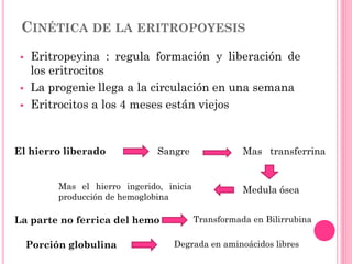 CINÉTICA DE LA ERITROPOYESIS
 Eritropeyina : regula formación y liberación de
los eritrocitos
 La progenie llega a la circulación en una semana
 Eritrocitos a los 4 meses están viejos
El hierro liberado Sangre Mas transferrina
Medula óseaMas el hierro ingerido, inicia
producción de hemoglobina
La parte no ferrica del hemo Transformada en Bilirrubina
Porción globulina Degrada en aminoácidos libres
 
