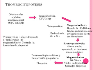 TROMBOCITOPOYESIS
Célula madre
mieloide
multipotencial
(CFU-GEMM)
megacariocitica
(CFU-Meg)
Megacarioblasto
Grande de 30-100 um
Núcleo redondeado con
invaginaciones puede
ser binucleado
Megacariocito
50- 70 um
Núcleo multilobulado
Gránulos dispersos
Plaquetas
Endomitosis
6n a 64 n
Trompoyetina
Trompoyetina Induce desarrollo
y proliferación de
megacarioblasto, Controla la
formación de plaquetas
Procesos citoplasmáticos y
Demarcación plaquetaria
Promegacariocito
45 um, nucleo
agrandado y citoplasma
mas abundante
 