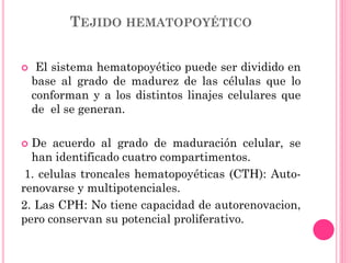 TEJIDO HEMATOPOYÉTICO
 El sistema hematopoyético puede ser dividido en
base al grado de madurez de las células que lo
conforman y a los distintos linajes celulares que
de el se generan.
 De acuerdo al grado de maduración celular, se
han identificado cuatro compartimentos.
1. celulas troncales hematopoyéticas (CTH): Auto-
renovarse y multipotenciales.
2. Las CPH: No tiene capacidad de autorenovacion,
pero conservan su potencial proliferativo.
 