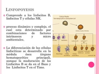 LINFOPOYESIS
 Comprende a los linfocitos B,
linfocitos T y células NK.
 proceso dinámico y complejo, el
cual esta determinado por
combinaciones de factores
intrínsecos y micro
ambientales.
 La diferenciación de las células
linfocíticas se desarrolla en la
médula ósea (órgano
hematopoyético principal),
aunque la maduración de los
Linfocitos B se da en el Bazo y
los Linfocitos T en el Timo.
 