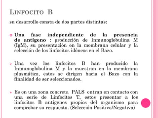 LINFOCITO B
su desarrollo consta de dos partes distintas:
 Una fase independiente de la presencia
de antígeno : producción de Inmunoglobulina M
(IgM), su presentación en la membrana celular y la
selección de los linfocitos idóneos en el Bazo.
 Una vez los linfocitos B han producido la
Inmunoglobulina M y la muestran en la membrana
plasmática, estos se dirigen hacia el Bazo con la
finalidad de ser seleccionados.
 Es en una zona concreta PALS entran en contacto con
una serie de Linfocitos T, estos presentar a los
linfocitos B antígenos propios del organismo para
comprobar su respuesta. (Selección Positiva/Negativa)
 
