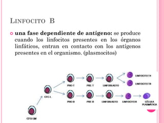 LINFOCITO B
 una fase dependiente de antígeno: se produce
cuando los linfocitos presentes en los órganos
linfáticos, entran en contacto con los antígenos
presentes en el organismo. (plasmocitos)
 