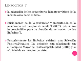 LINFOCITOS T
 la migración de los progenitores hematopoyéticos de la
médula ósea hacia el timo .
 Inicialmente se da la producción y presentación en la
membrana del receptor de célula T (RCT), estructura
imprescindible para la función de activación de los
linfocitos T.
 Posteriormente los linfocitos sufrirán una Selección
Positiva/Negativa. La selección está relacionada con
el Complejo Mayor de Histocompatibilidad (CMH) y la
afinidad de su receptor por éste.
 