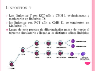 LINFOCITOS T
 Los linfocitos T con RCT afín a CMH I, evolucionarán y
madurarán en linfocitos T8
 los linfocitos con RCT afín a CMH II, se convierten en
Linfocitos T4
 Luego de este proceso de diferenciación pasan de nuevo al
torrente circulatorio y llegan a los distintos tejidos linfoides
 