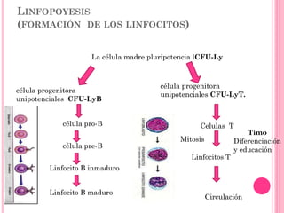 LINFOPOYESIS
(FORMACIÓN DE LOS LINFOCITOS)
La célula madre pluripotencia lCFU-Ly
Celulas T
Timo
Diferenciación
y educación
Circulación
célula progenitora
unipotenciales CFU-LyB
célula progenitora
unipotenciales CFU-LyT.
Mitosis
Linfocitos T
célula pro-B
Linfocito B inmaduro
Linfocito B maduro
célula pre-B
 