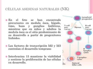 CÉLULAS ASESINAS NATURALES (NK)
 En el feto se han encontrado
precursores en medula ósea, hígado,
timo, bazo y ganglios linfáticos,
mientras que en niños y adultos la
medula ósea es el sitio predominante de
su desarrollo a partir de progenitores
linfoides.
 Los factores de transcripción Id2 y Id3
controlan el desarrollo temprano
 Interleucina 15 mantiene la viabilidad
y sostiene la proliferación de las células
en desarrollo.
 