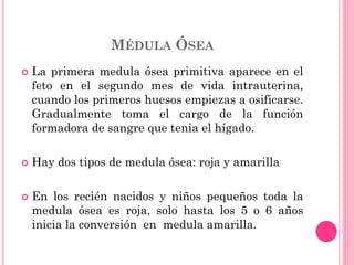 MÉDULA ÓSEA
 La primera medula ósea primitiva aparece en el
feto en el segundo mes de vida intrauterina,
cuando los primeros huesos empiezas a osificarse.
Gradualmente toma el cargo de la función
formadora de sangre que tenia el hígado.
 Hay dos tipos de medula ósea: roja y amarilla
 En los recién nacidos y niños pequeños toda la
medula ósea es roja, solo hasta los 5 o 6 años
inicia la conversión en medula amarilla.
 