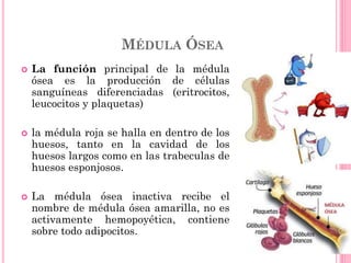 MÉDULA ÓSEA
 La función principal de la médula
ósea es la producción de células
sanguíneas diferenciadas (eritrocitos,
leucocitos y plaquetas)
 la médula roja se halla en dentro de los
huesos, tanto en la cavidad de los
huesos largos como en las trabeculas de
huesos esponjosos.
 La médula ósea inactiva recibe el
nombre de médula ósea amarilla, no es
activamente hemopoyética, contiene
sobre todo adipocitos.
 