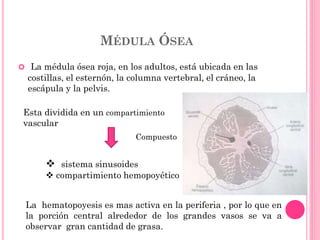MÉDULA ÓSEA
 La médula ósea roja, en los adultos, está ubicada en las
costillas, el esternón, la columna vertebral, el cráneo, la
escápula y la pelvis.
Esta dividida en un compartimiento
vascular
 sistema sinusoides
 compartimiento hemopoyético
Compuesto
La hematopoyesis es mas activa en la periferia , por lo que en
la porción central alrededor de los grandes vasos se va a
observar gran cantidad de grasa.
 