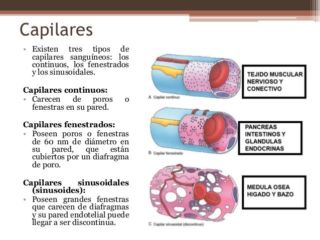 Tejido hematopoyético y sanguíneo. Sistema circulatorio