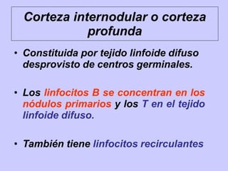 Corteza internodular o corteza
profunda
• Constituida por tejido linfoide difuso
desprovisto de centros germinales.
• Los linfocitos B se concentran en los
nódulos primarios y los T en el tejido
linfoide difuso.
• También tiene linfocitos recirculantes
 