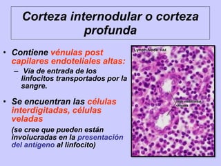 Corteza internodular o corteza
profunda
• Contiene vénulas post
capilares endoteliales altas:
– Vía de entrada de los
linfocitos transportados por la
sangre.
• Se encuentran las células
interdigitadas, células
veladas
(se cree que pueden están
involucradas en la presentación
del antígeno al linfocito)
 